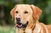 Free labrador retriever dog image, public domain animal CC0 photo.