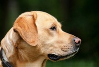 Free labrador retriever dog image, public domain animal CC0 photo.