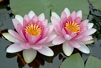 Free water lily image, public domain flower CC0 photo.