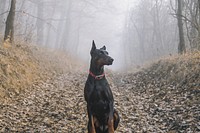 Free doberman dog standing on dry leaf image, public domain animal CC0 photo.