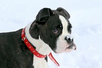 Free black and white bulldog in snow image, public domain animal CC0 photo.