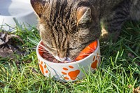 Free cute european shorthair cat image, public domain CC0 photo.