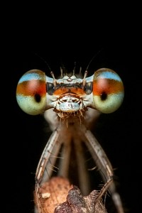 Free insect close up public domain CC0 photo.