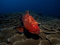 Free exotic fish image, public domain animal CC0 photo.