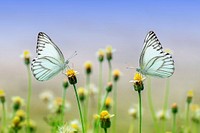 Free butterfly and flower image, public domain animal CC0 photo.