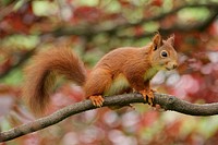 Free squirrel in nature portrait photo, public domain animal CC0 image.