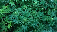 Free cannabis image, public domain plant CC0 photo.