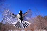 Free blue jay bird portrait in nature background photo, public domain animal CC0 image.