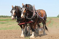 Free Clydesdale horses running on track image, public domain animal CC0 photo.