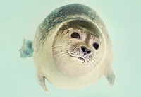 Free seal image, public domain animal CC0 photo.