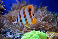 Free exotic fish image, public domain animal CC0 photo.