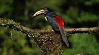 Free big beak bird in nature portrait photo, public domain animal CC0 image.