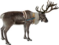 Free standing reindeer with harness image, public domain animal CC0 photo.