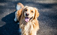 Free golden retriever dog image, public domain animal CC0 photo.