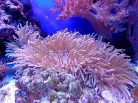 Free colorful reefs and fish image, public domain animal CC0 photo.