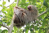 Free sloth hanging from tree photo, public domain animal CC0 image.