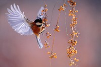 Free blue jay bird portrait in nature background photo, public domain animal CC0 image.