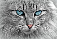 Free maine coon cat closeup image, public domain CC0 photo.