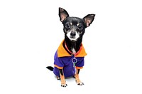 Free black chihuahua dog wearing purple shirt image, public domain animal CC0 photo.