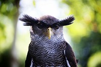 Free great horned owl portrait photo, public domain animal CC0 image.