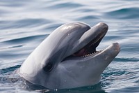 Free Dolphin image, public domain animal CC0 photo.