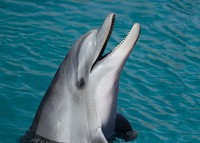 Free Dolphins image, public domain animal CC0 photo.