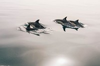 Free dolphin swimming portrait photo, public domain animal CC0 image.