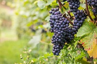 Free purple grape image, public domain fruit CC0 photo.