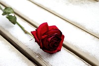 Free red rose background image, public domain flower CC0 photo.