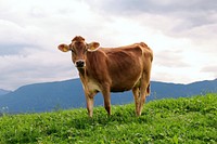 Free cow standing on grass field image, public domain animal CC0 photo.