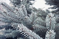 Free fir tree image, public domain winter CC0 photo.