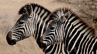 Free zebra in the wild image, public domain CC0 photo.