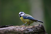 Free blue jay with nature background portrait photo, public domain animal CC0 image.