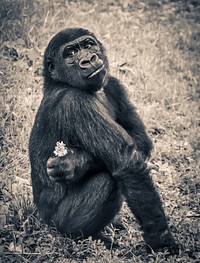 Free chimpanzee in forest photo, public domain animal CC0 image