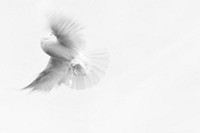 Free dove flying in sky portrait photo, public domain animal CC0 image.