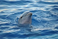 Free dolphin surfacing image, public domain sea animal CC0 photo.