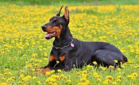 Free doberman dog lying on flower field image, public domain animal CC0 photo.