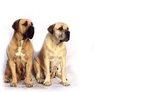 Free 2 bulldog sitting together image, public domain animal CC0 photo.