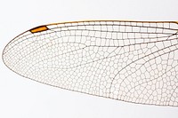 Free dragonfly wing image, public domain animal CC0 photo.