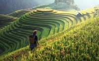 Agricultural scenery, green field landscape photo, free public domain CC0 image.