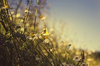 Free daisy background image, public domain flower CC0 photo.