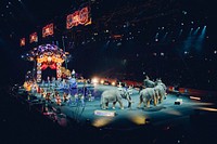 Free animal circus image, public domain entertainment CC0 photo.