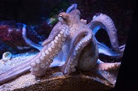 Free octopus image, public domain sea animal CC0 photo.