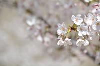 Free white cherry blossom image, public domain flower CC0 photo.