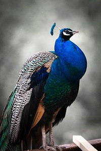 Free peacock close up portrait photo, public domain animal CC0 image.