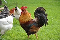 Free chicken image, public domain animal CC0 photo.