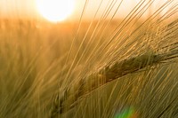 Free autumn wheat background public domain CC0 photo.