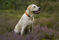 Free Labrador Retriever image, public domain dog CC0 photo.
