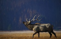 Free elk with big horns in meadow photo, public domain animal CC0 image.