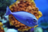 Free exotic fish image, public domain animal CC0 photo.